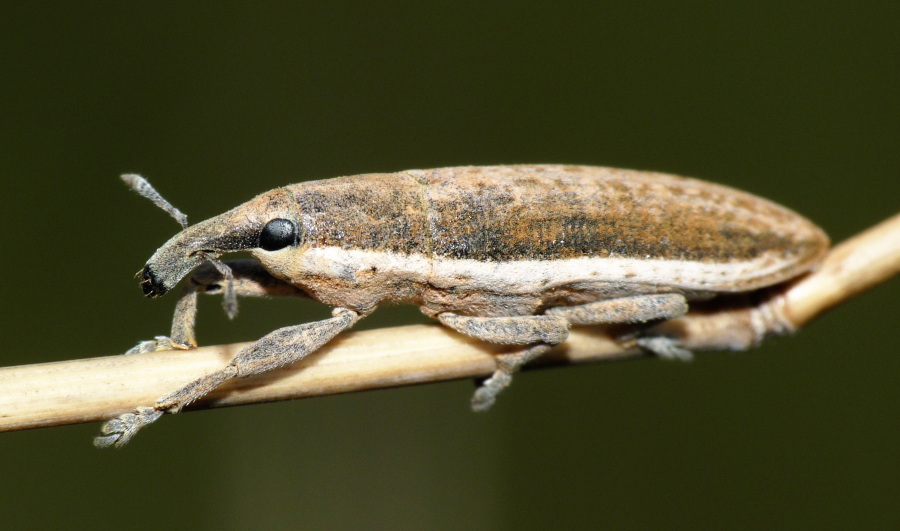 Lixus sp.